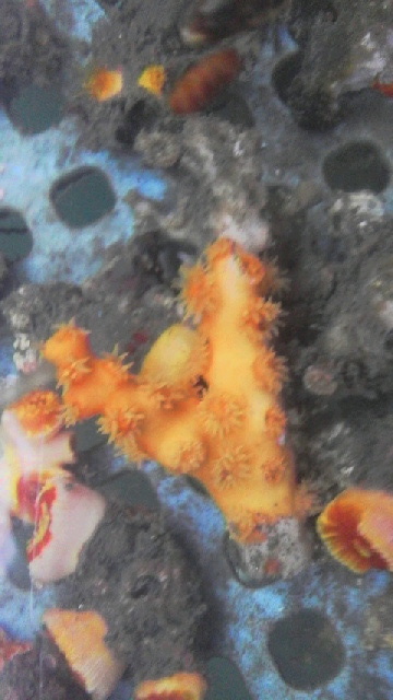 画像1: オノミチキサンゴ(約7センチ前後)