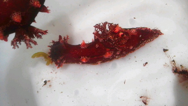 画像2: 《近海産甲殻類》ベッコウヒカリウミウシ（1匹）…当店ハンドコート採取