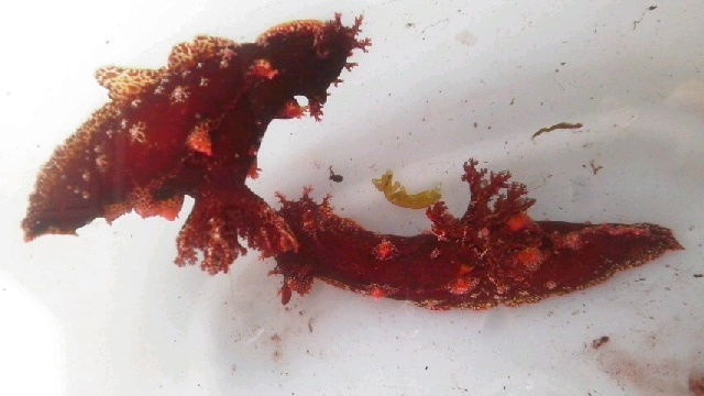 画像1: 《近海産甲殻類》ベッコウヒカリウミウシ（1匹）…当店ハンドコート採取