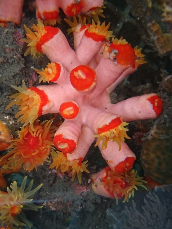 画像1: オオエダキサンゴ