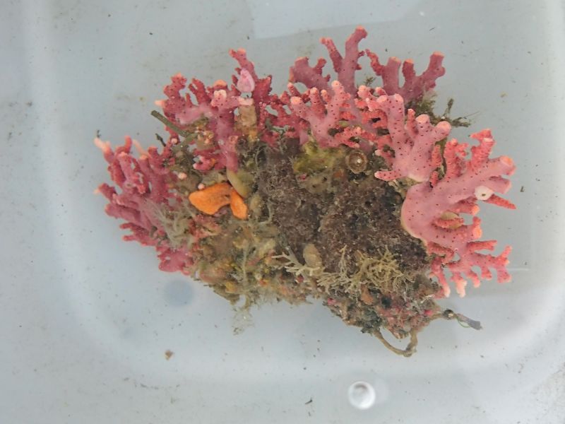画像1: サンゴモドキ(約10センチ)