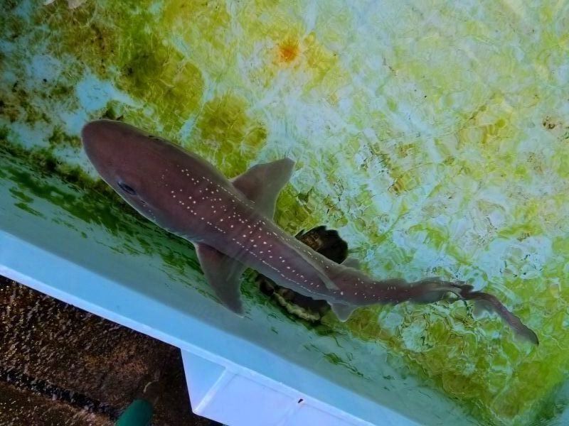 近海産海水魚 甲殻類 海洋生物 深海生物 深海魚