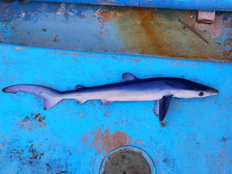 冷凍ヨシキリザメ（ＳMサイズ）…60センチ前後 - 【近海産海水魚類