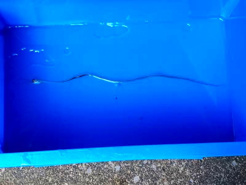 画像1: 《深海産海水魚》シギウナギの冷凍個体(45〜50センチ)‥近海採取