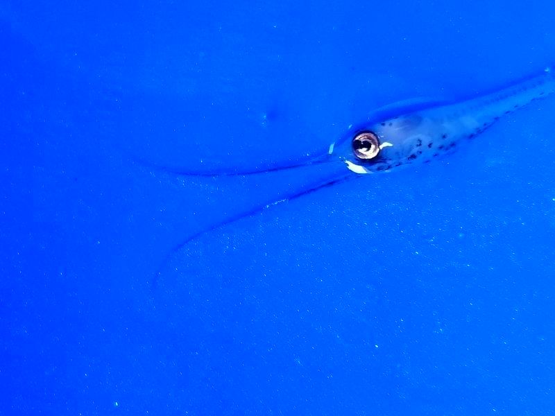 画像2: 《深海産海水魚》シギウナギの冷凍個体(45〜50センチ)‥近海採取