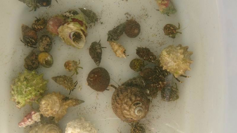 画像2: ホンヤドカリ（貝殻ミックス）10匹セット