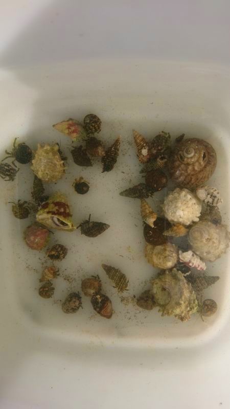 ホンヤドカリ 貝殻ミックス 10匹セット 近海産海水魚類 甲殻類 海洋生物類専門アクアマリンズ