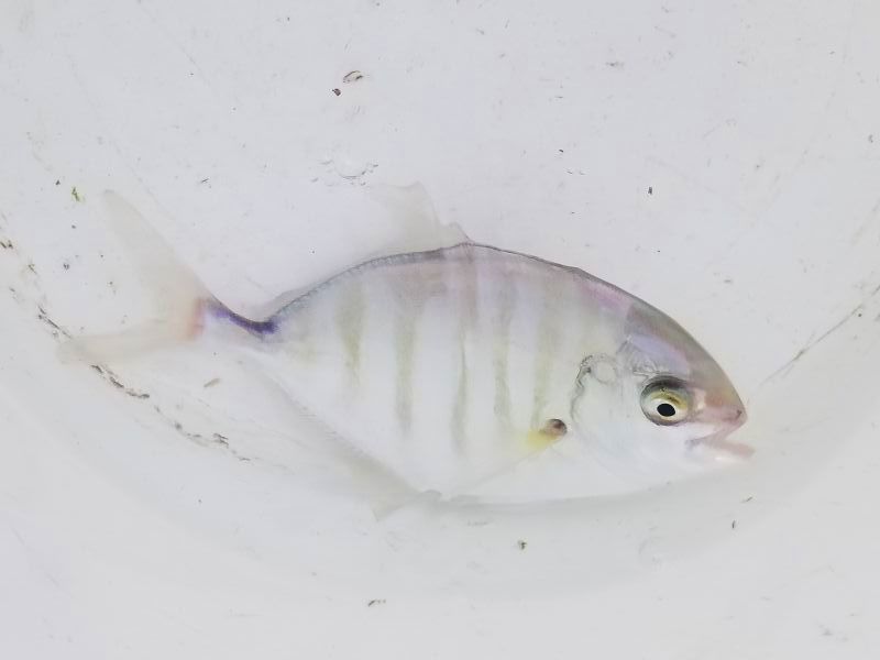 画像3: クロヒラアジ　幼魚