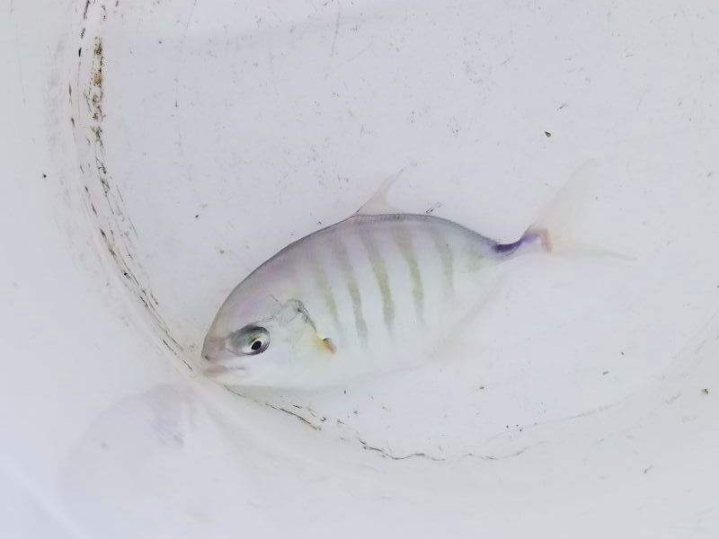 画像5: クロヒラアジ　幼魚