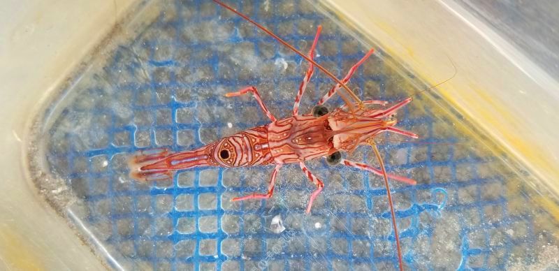 画像2: 《近海産甲殻類》ヤイトサラサエビ(3匹セット)…当店ハンドコート採取