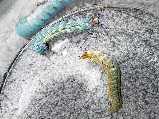 画像1: 《近海産甲殻類》ムカデミノウミウシ…当店ハンドコート採取個体