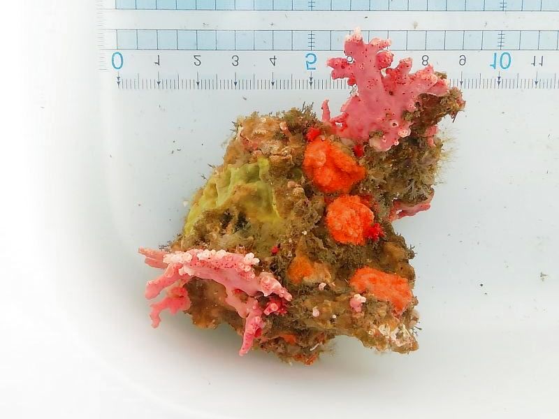 画像2: サンゴモドキ