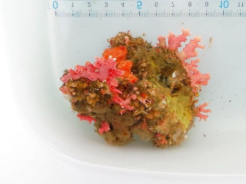 画像3: サンゴモドキ