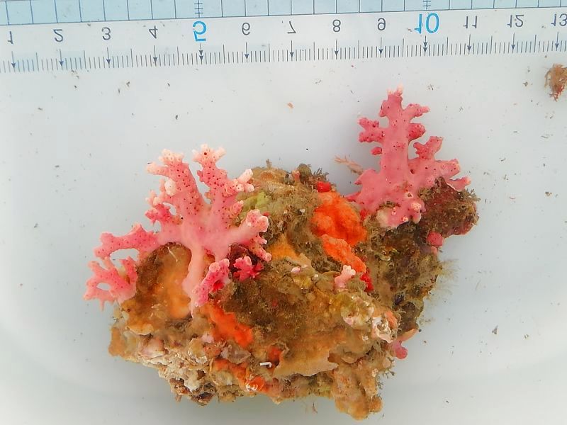 画像1: サンゴモドキ