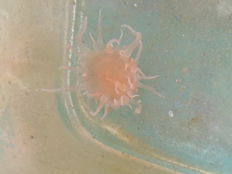 画像3: 深海産イソギンチャク02（熊野灘産）…種不明