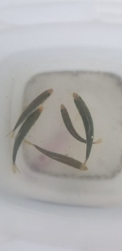 画像3: 《近海産海水魚》ブリ幼魚（15センチ±）1匹…ハンドコート採取