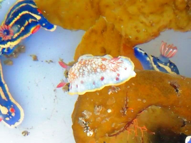 画像2: 《近海産甲殻類》サラサウミウシ…当店ハンドコート採取