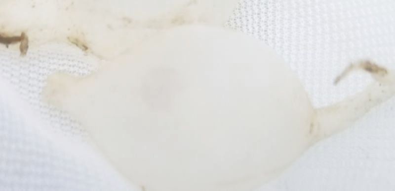 画像1: ☆★トラフコウイカの有精卵(1個)…ブリード(子イカ見えてます、孵化間近でおススメです)
