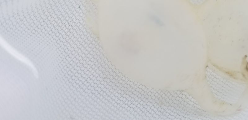 画像2: ☆★トラフコウイカの有精卵(2個)…ブリード(子イカ見えてます、孵化間近でおススメです)