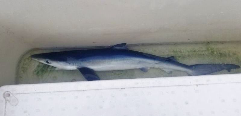 画像3: 《外洋性海水魚》☆★☆冷凍ヨシキリザメ（ＳMサイズ）…40〜50センチ前後