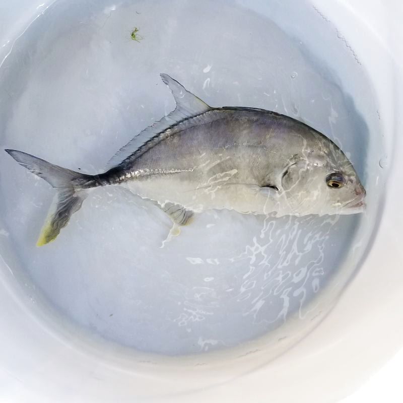 画像3: 《近海産海水魚》ロウニンアジ(ジャイアント・トレヴァリー)【ＧＴ】…ハンドコート
