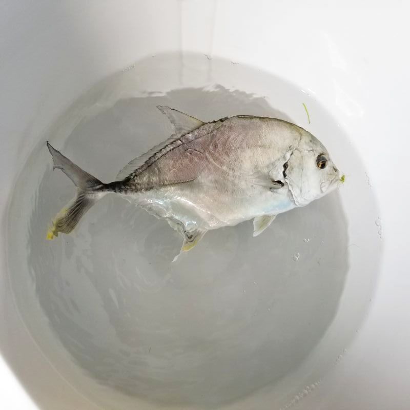 画像4: 《近海産海水魚》ロウニンアジ(ジャイアント・トレヴァリー)【ＧＴ】…ハンドコート