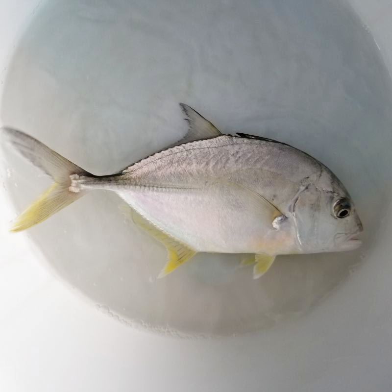 画像5: 《近海産海水魚》ロウニンアジ(ジャイアント・トレヴァリー)【ＧＴ】…ハンドコート