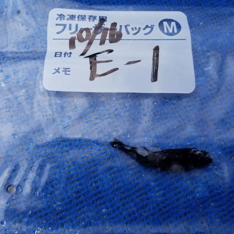 画像1: 《深海産海水魚》ワニトカゲギス目の1種（クロトカゲギス？）…冷凍商品