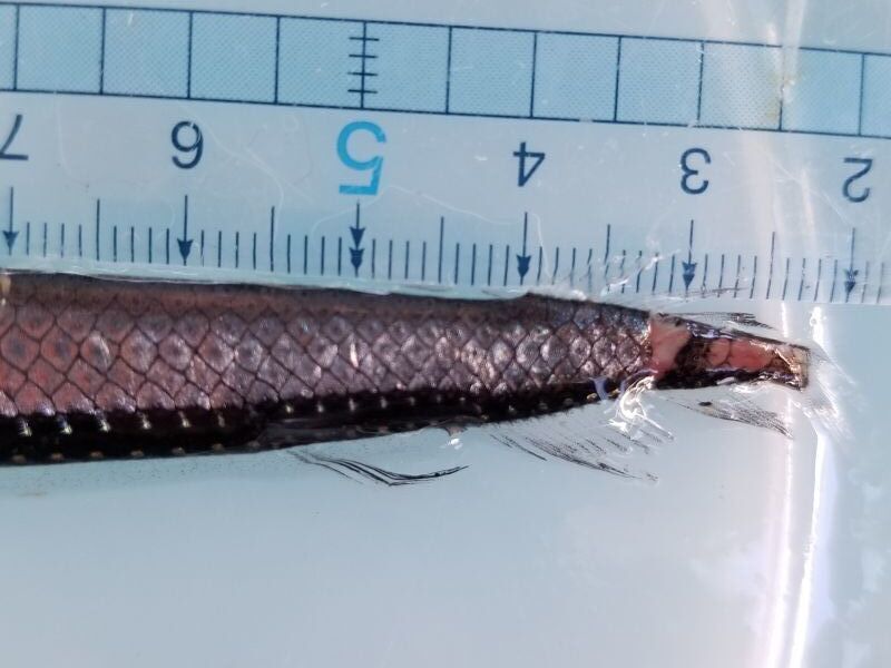 画像4: 《近海産深海魚》ワニトカゲギス目の1種？…冷凍商品