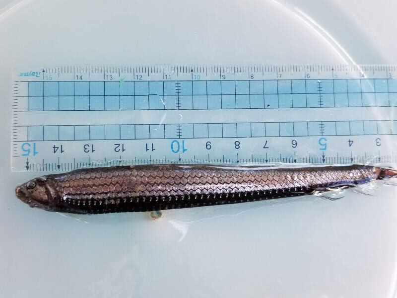 画像5: 《近海産深海魚》ワニトカゲギス目の1種？…冷凍商品