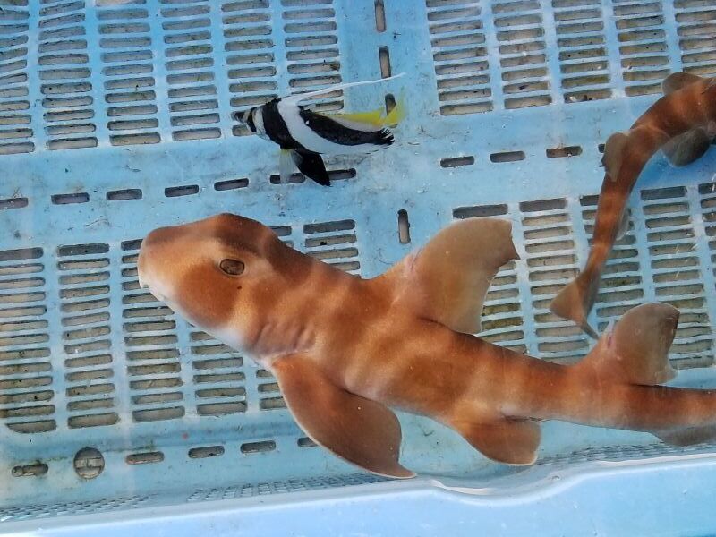 画像3: 《近海産海水魚》ネコザメ(Sサイズ)1匹・・ハンドコート採取