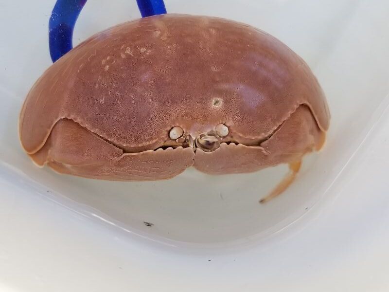 画像2: 《近海産甲殻類》マルソデカラッパ(フリー個体)…ハンドコート採取