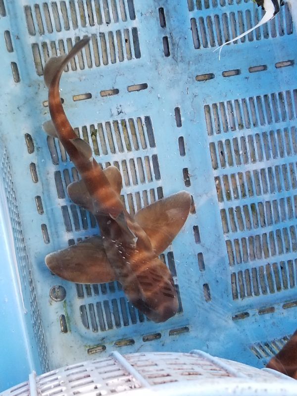 画像4: 《近海産海水魚》ネコザメ(Sサイズ)1匹・・ハンドコート採取