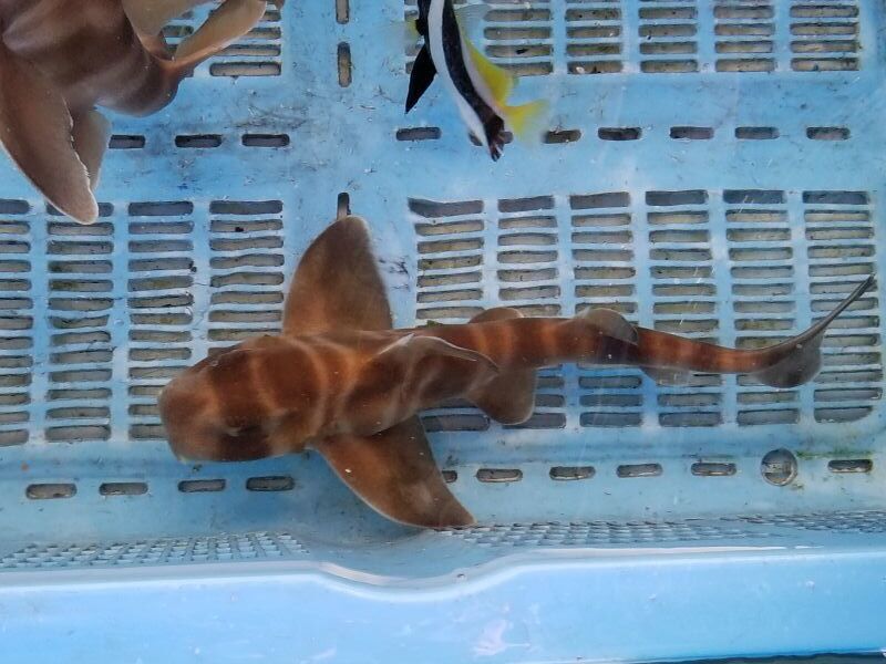 画像2: 《近海産海水魚》ネコザメ(Sサイズ)1匹・・ハンドコート採取
