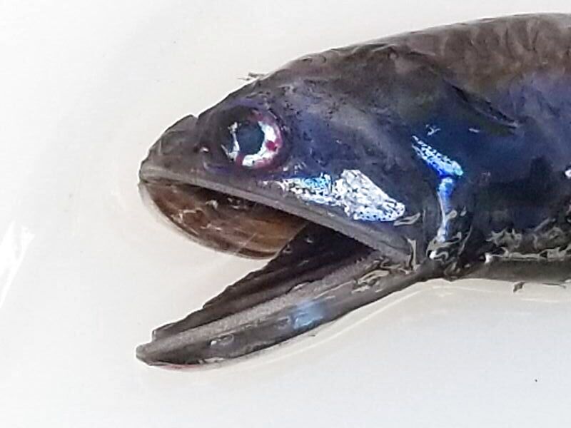 画像1: 《近海産深海魚》ハダカイワシ科の1種（冷凍個体）