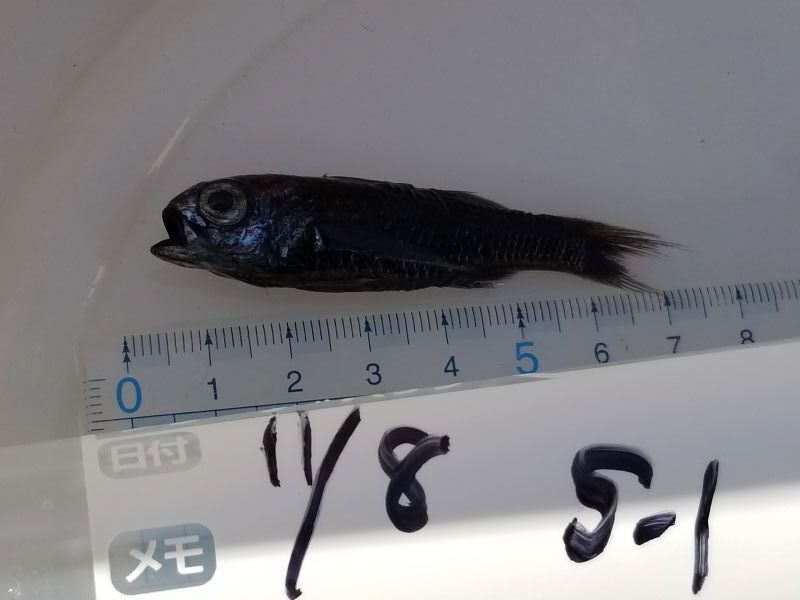 画像2: 《近海産深海魚》クシスミクイウオ科の1種（ナミトゲスミクイウオ？）（冷凍個体）