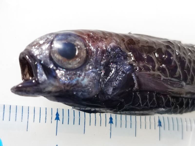 画像3: 《近海産深海魚》クシスミクイウオ科の1種（ナミトゲスミクイウオ？）（冷凍個体）