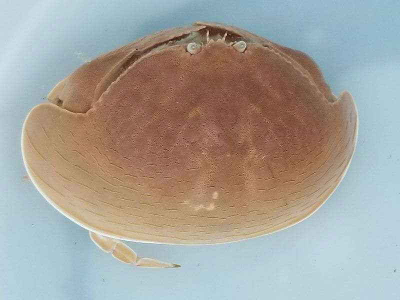 画像3: 《近海産甲殻類》マルソデカラッパ(フリー個体)…ハンドコート採取