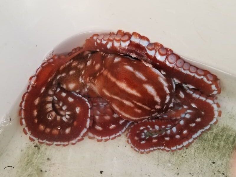 画像1: 《近海産甲殻類》シマダコ…ハンドコート採取