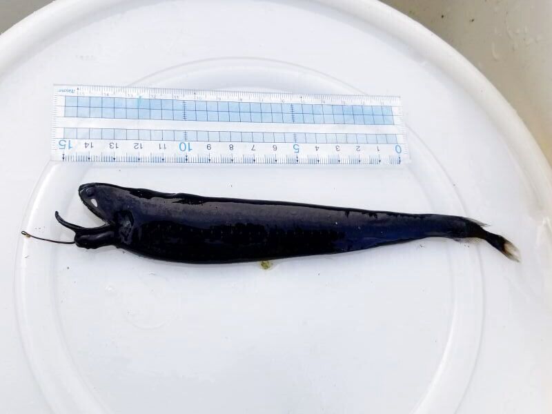 画像1: 《外洋性深海魚》ホテイエソ(冷凍個体)22センチ±‥近海採取