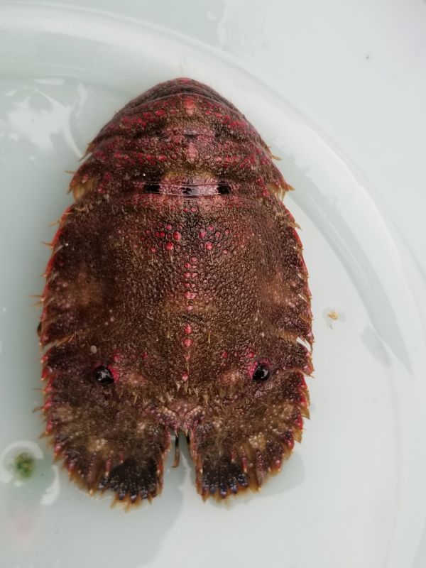 画像1: 《近海産甲殻類》ゾウリエビ(MLサイズ)フリー個体…ハンドコート採取