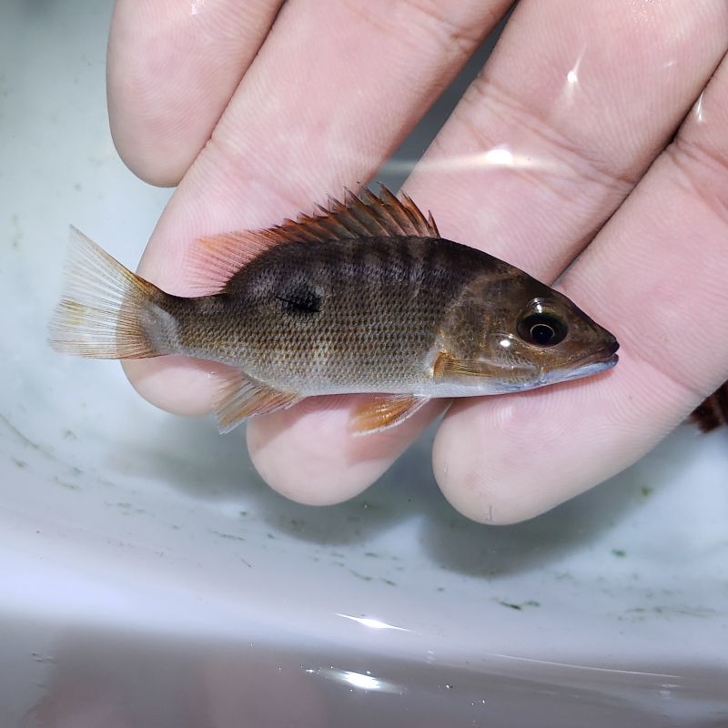 近海産海水魚、海洋生物