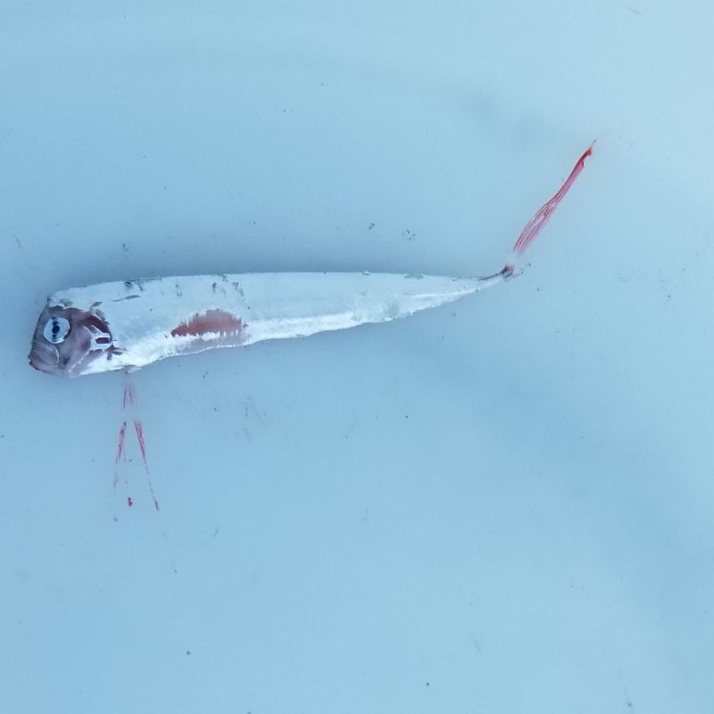 画像1: 《外洋性深海魚》テンガイハタ幼魚（激レアサイズ）…ハンドコート採取