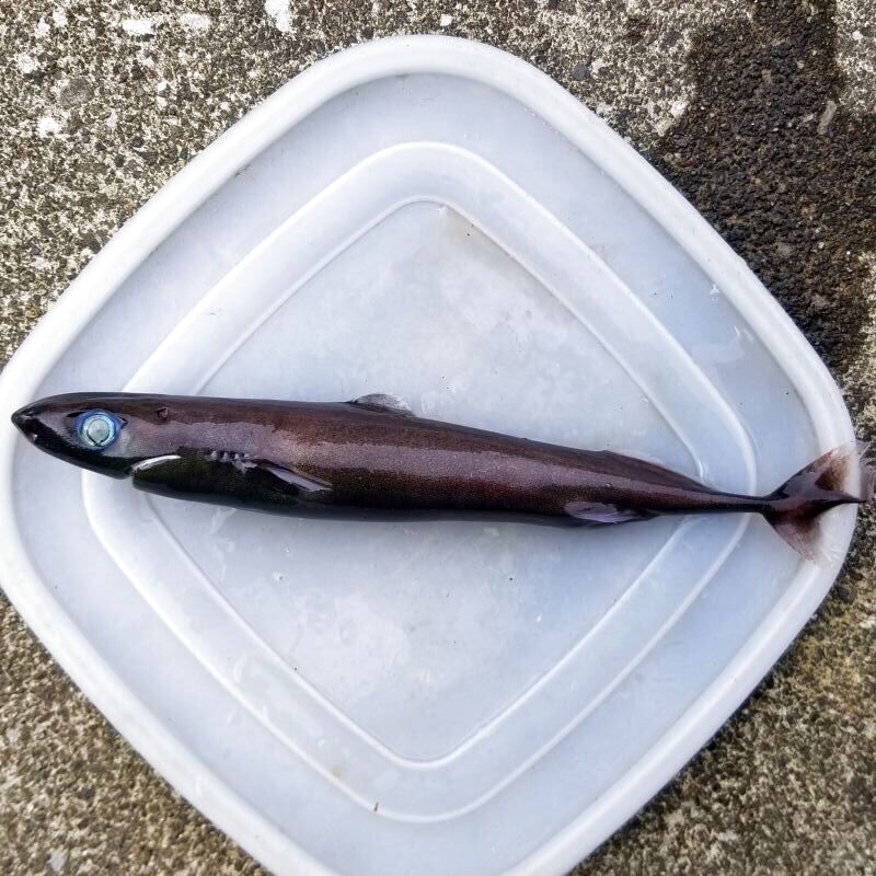近海産海水魚 海洋生物 深海生物 深海魚