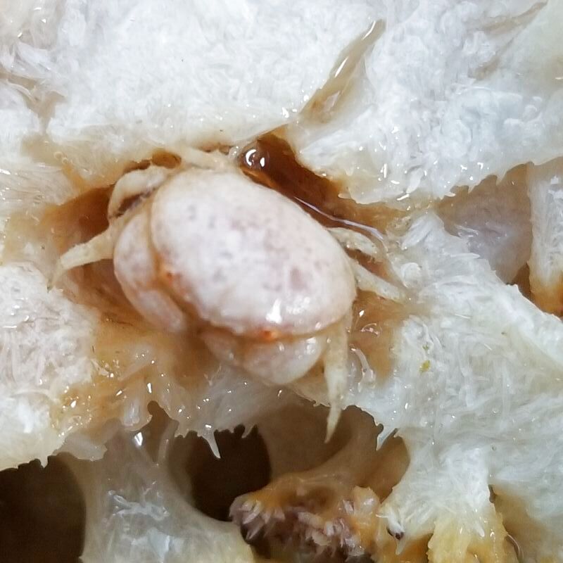 画像3: 《近海産甲殻類》マルタマオウギガニS(画像の個体です)…ハンドコート採取