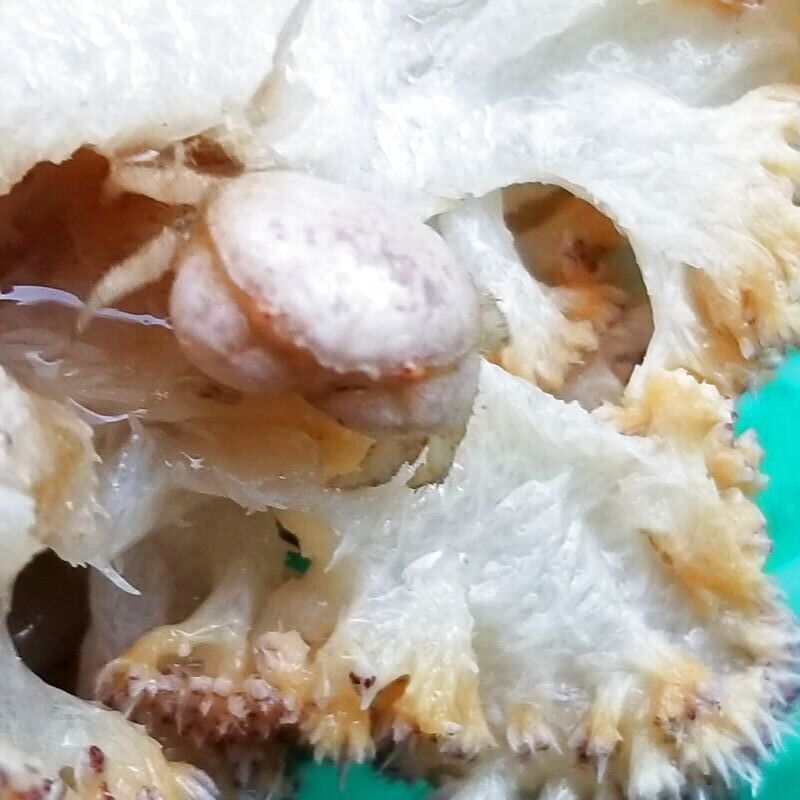 画像2: 《近海産甲殻類》マルタマオウギガニS(画像の個体です)…ハンドコート採取