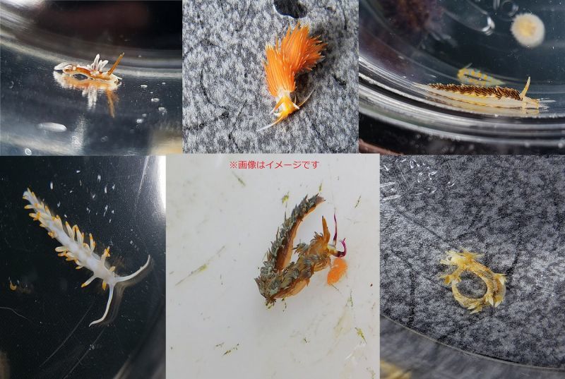 画像1: 《近海産甲殻類》ウミウシ類おまかせ5匹セット…当店ハンドコート採取
