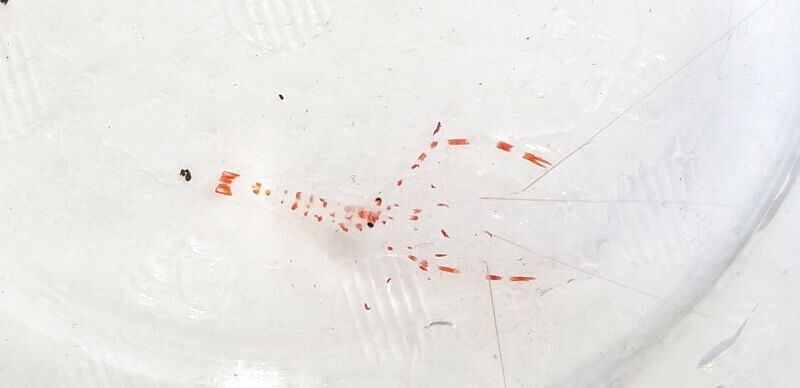 画像1: 《近海産甲殻類》オトヒメエビ幼体（透明）・・珍サイズ(ハンドコート採取)