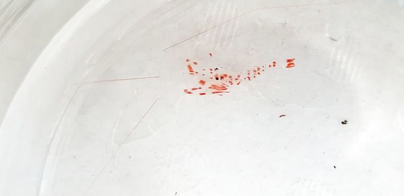 画像2: 《近海産甲殻類》オトヒメエビ幼体（透明）・・珍サイズ(ハンドコート採取)