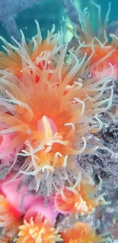 画像1: 《近海産海洋生物類》オオエダキサンゴ（珍色）…長期間育成個体